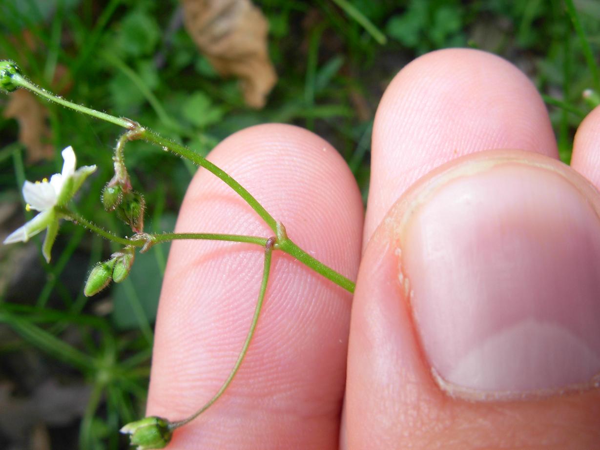 Spergula arvensis L.  / Renaiola comune